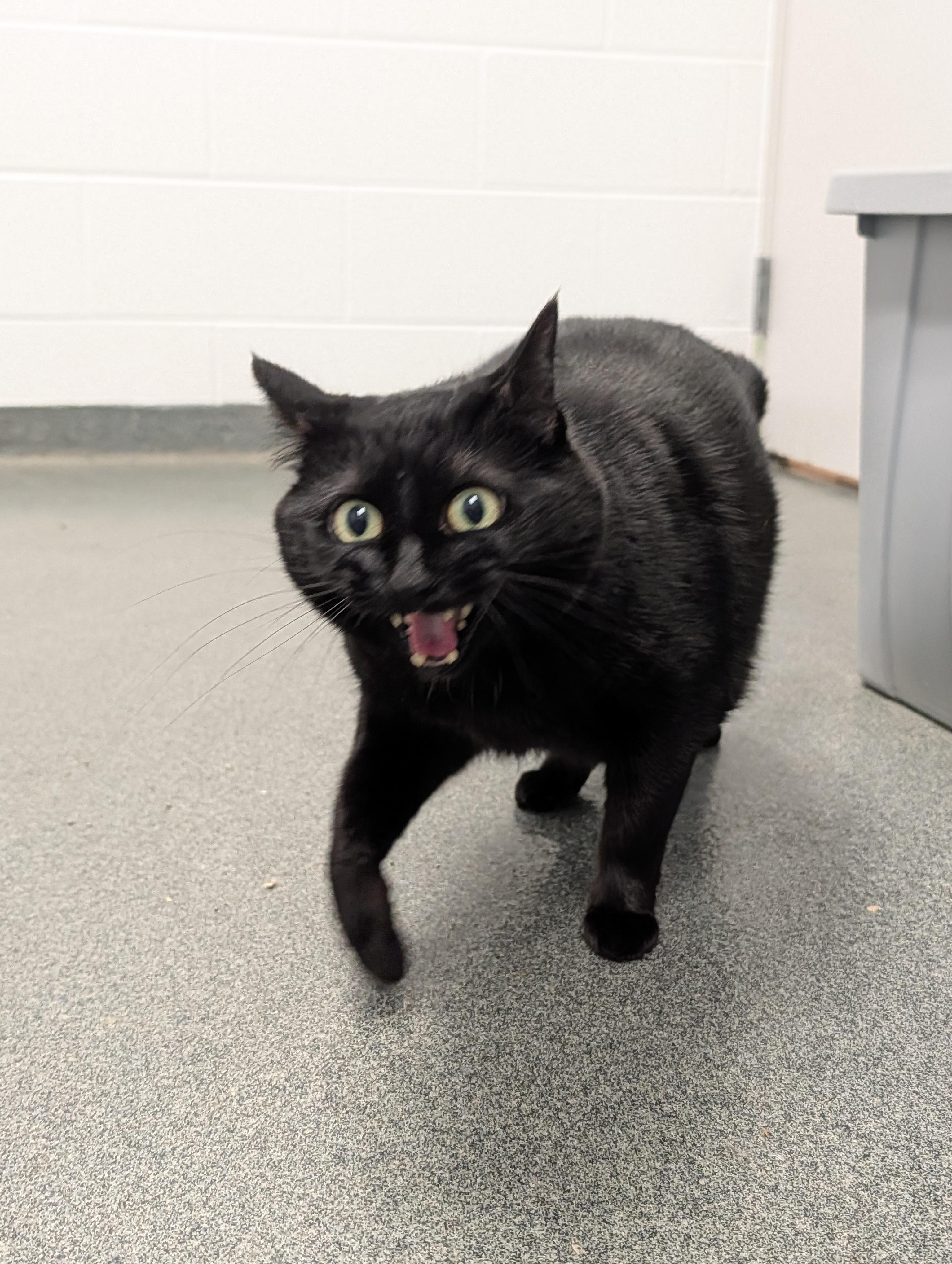 Zoey, a Adoptable Domestic Short Hair in Mount Pleasant, MI image 2/5