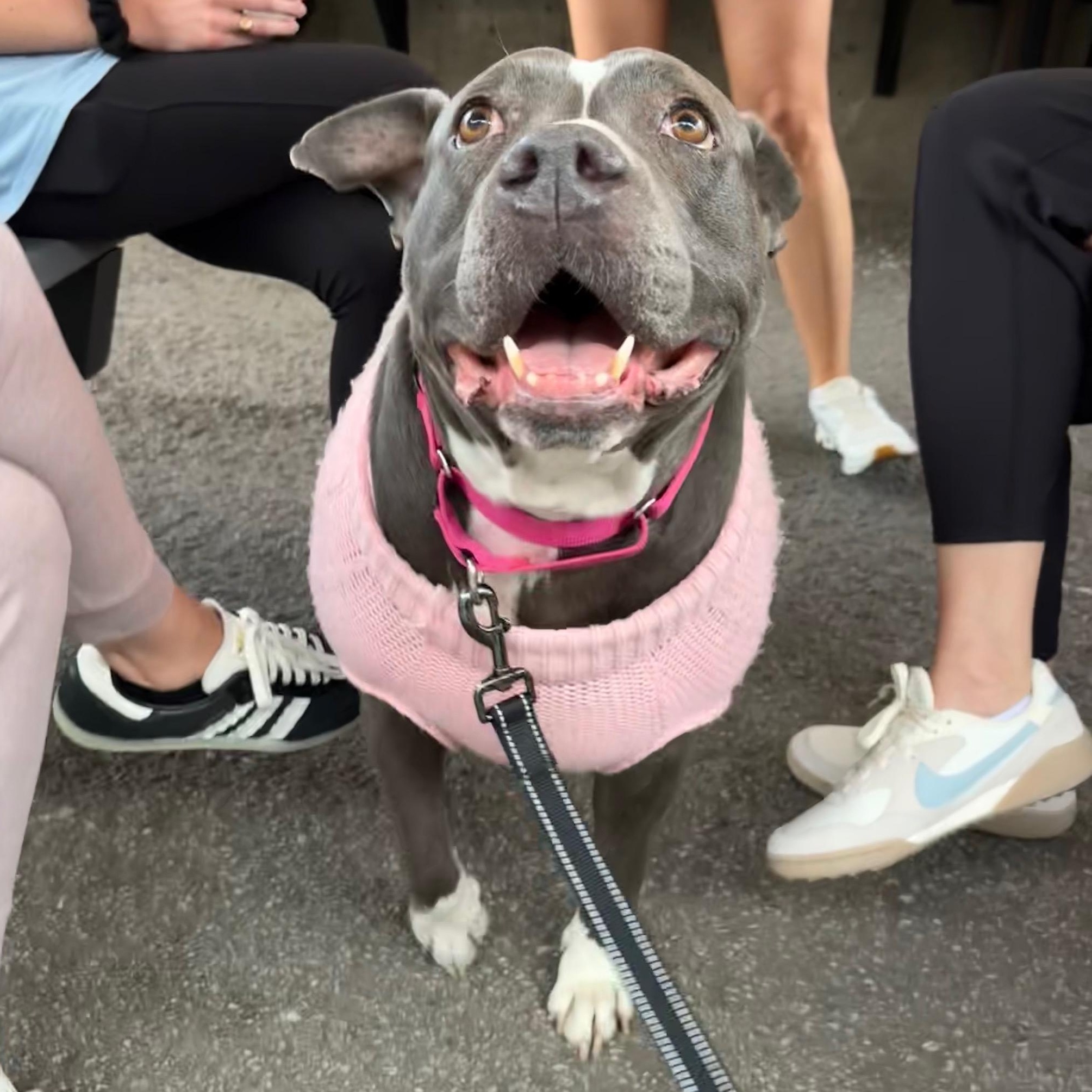 Princess Pebbles, adopted, Adult Female Terrier & American Bulldog.