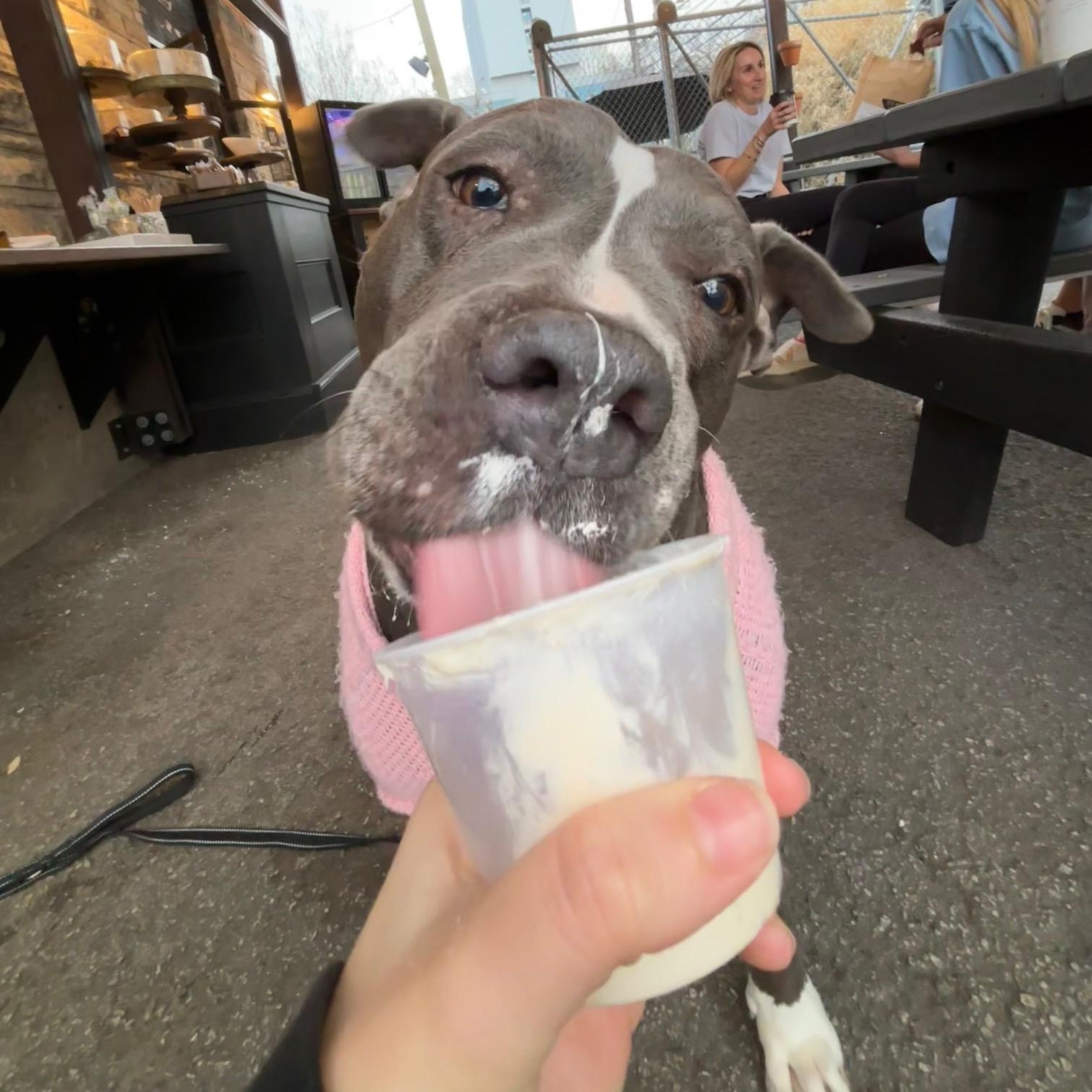 Enlarge Princess Pebbles, an adopted mixed breed in Cranston, RI image 5/6