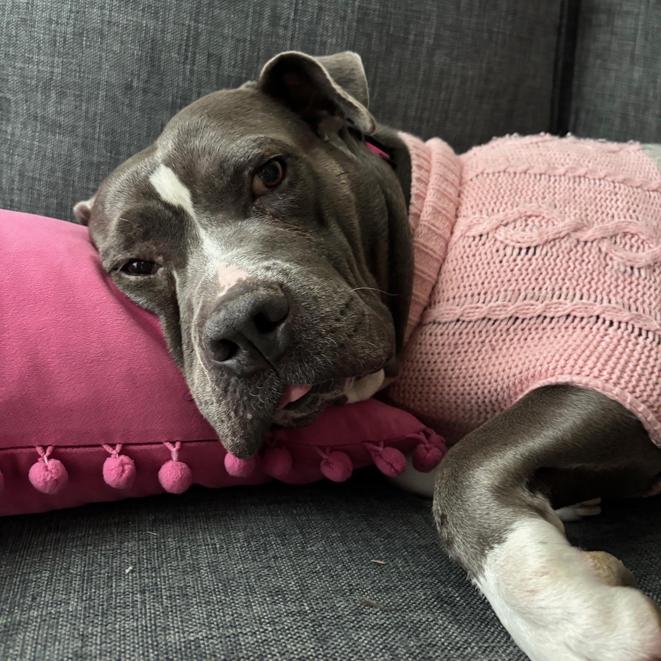 Enlarge Princess Pebbles, an adopted mixed breed in Cranston, RI image 6/6