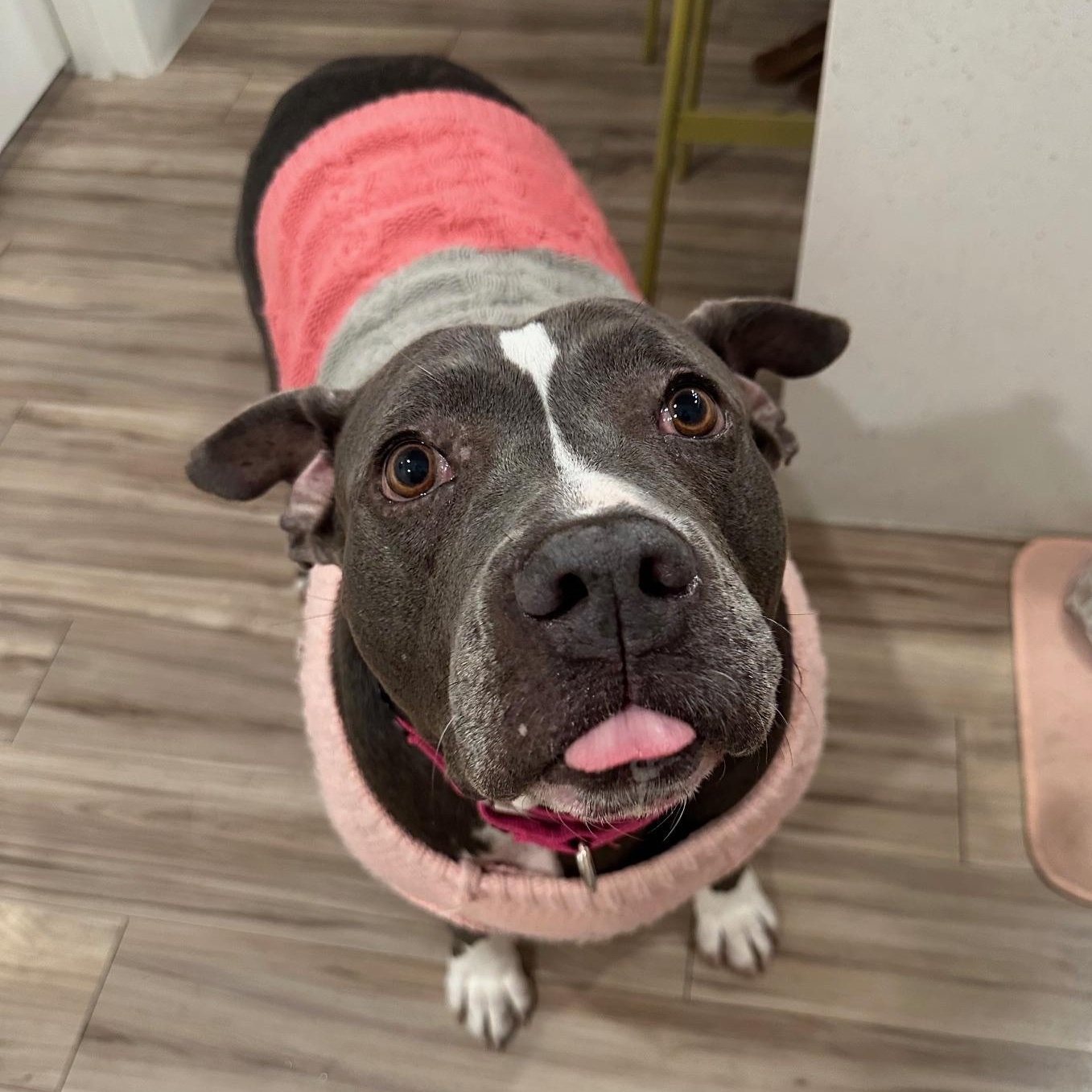 Enlarge Princess Pebbles, an adopted mixed breed in Cranston, RI image 3/6