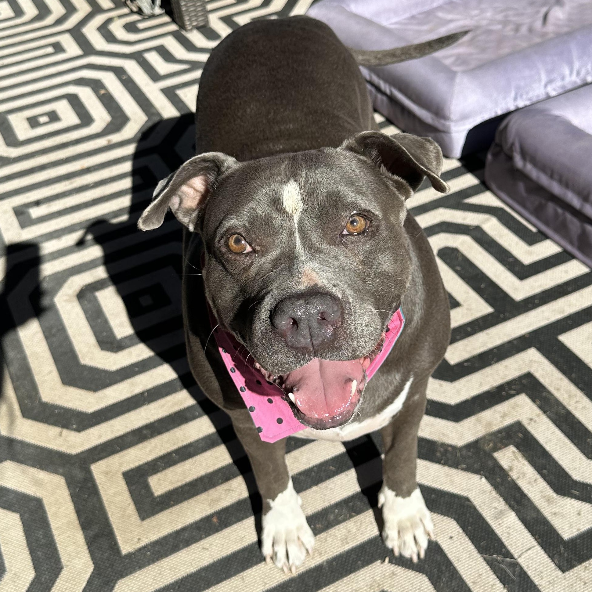 Enlarge Princess Pebbles, an adopted mixed breed in Cranston, RI image 2/6