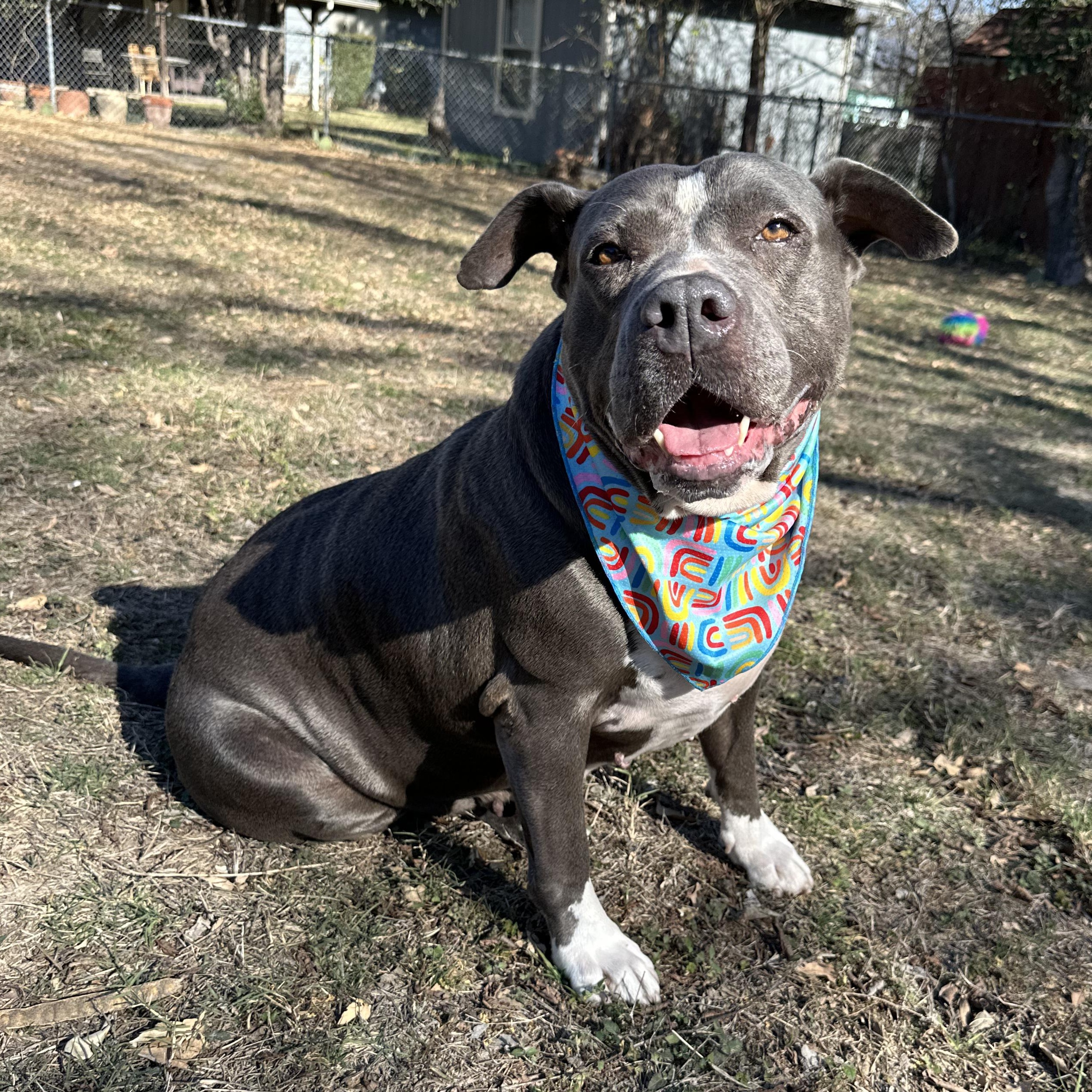 Enlarge Princess Pebbles, an adopted mixed breed in Cranston, RI image 4/6