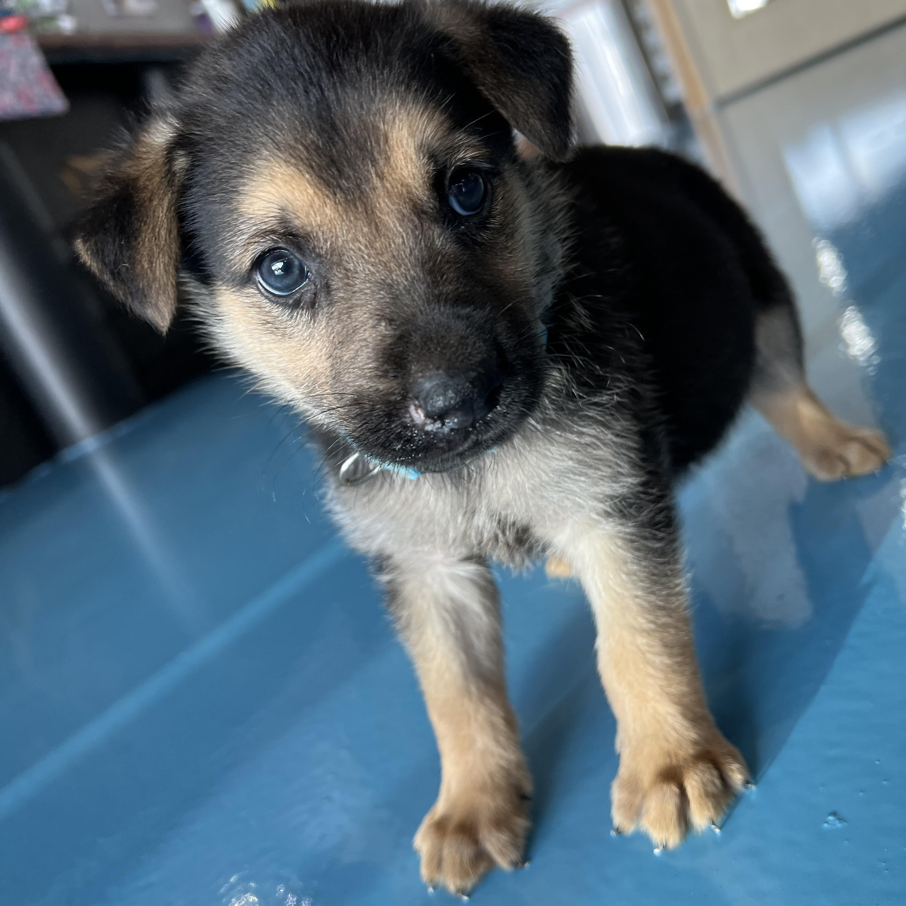 Dog for adoption Hidalgo, a German Shepherd Dog & Australian Kelpie