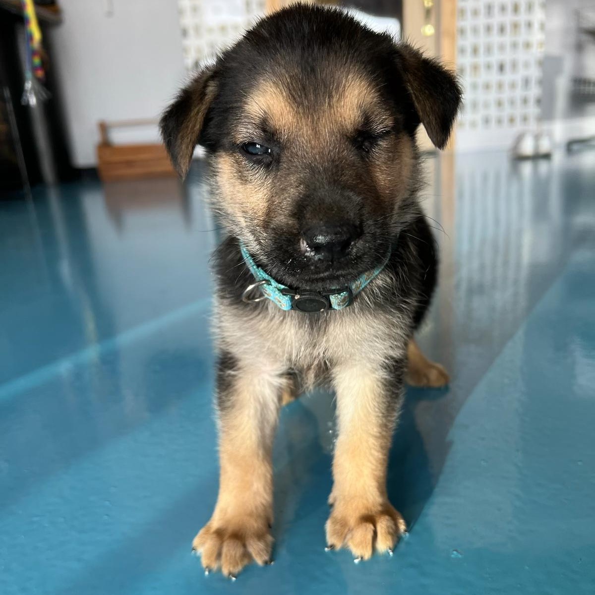 Dog for adoption Hidalgo, a German Shepherd Dog & Australian Kelpie