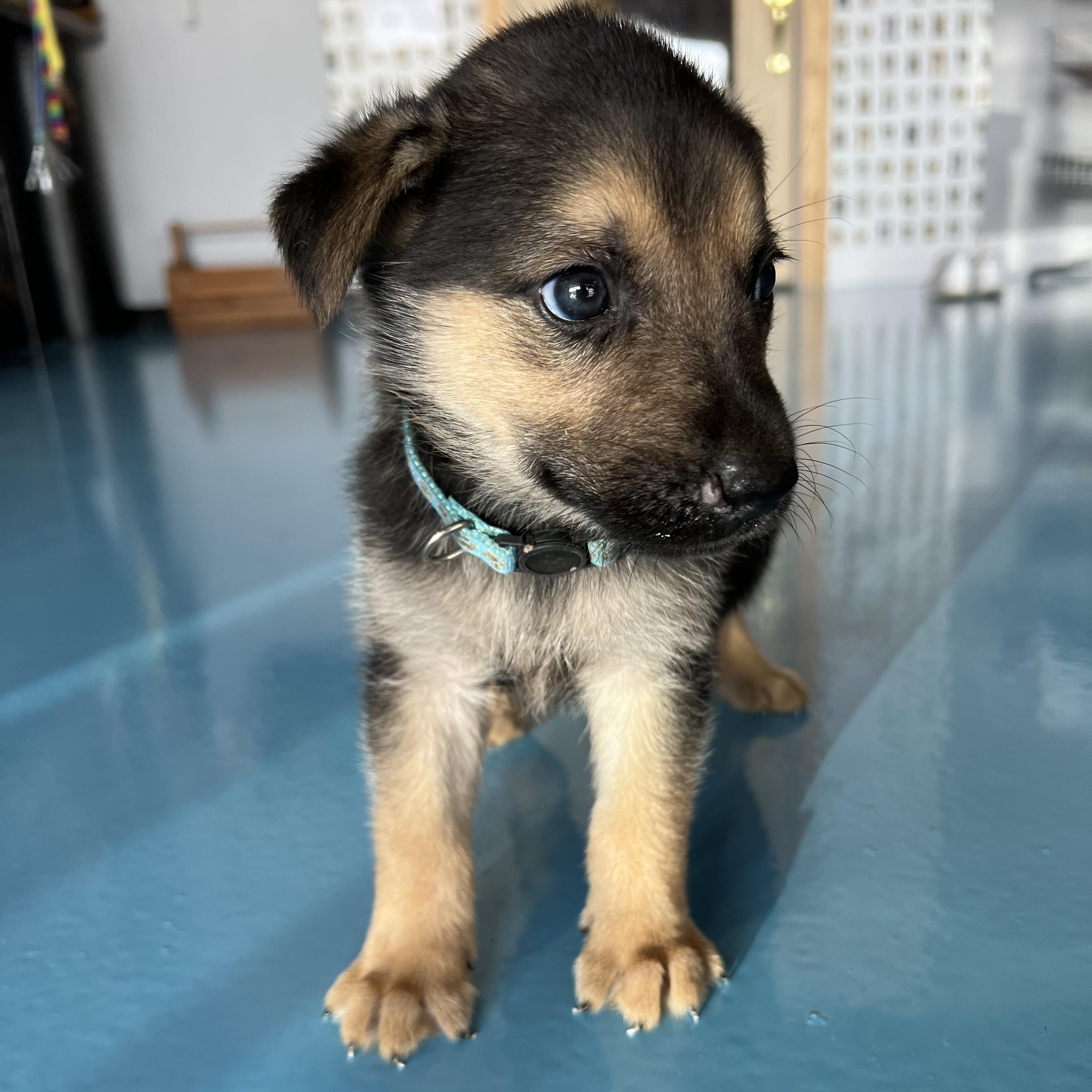 Dog for adoption Hidalgo, a German Shepherd Dog & Australian Kelpie