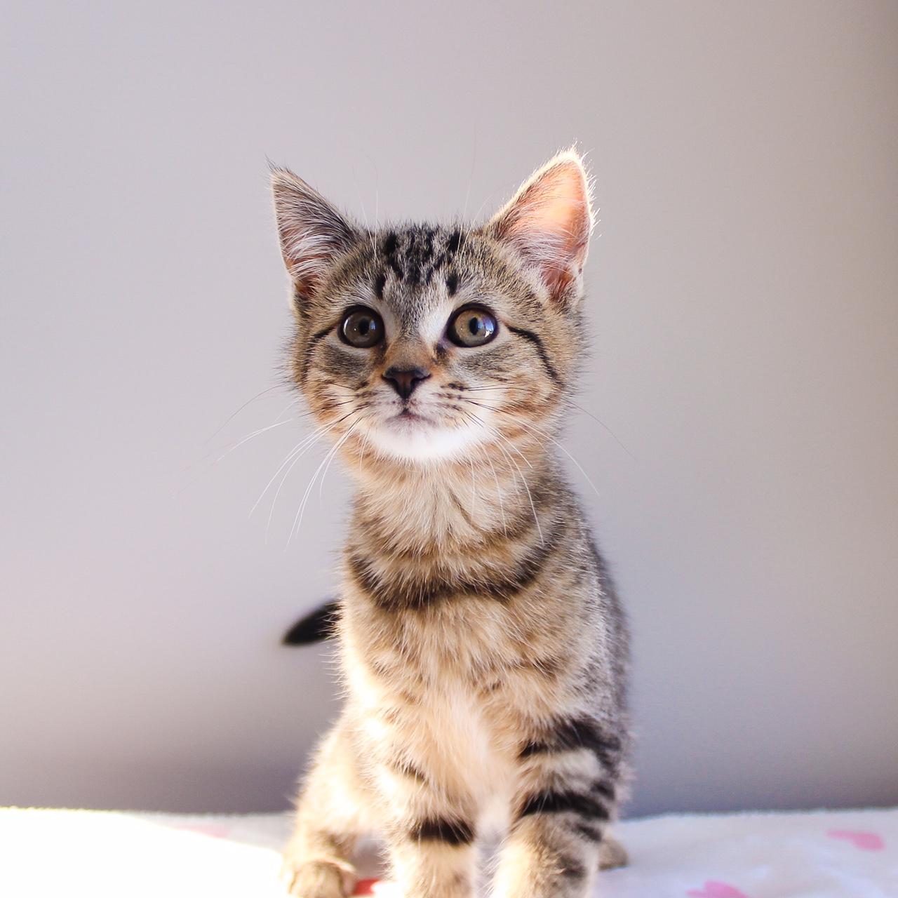 Myra, adopted, Kitten Female Domestic Short Hair.