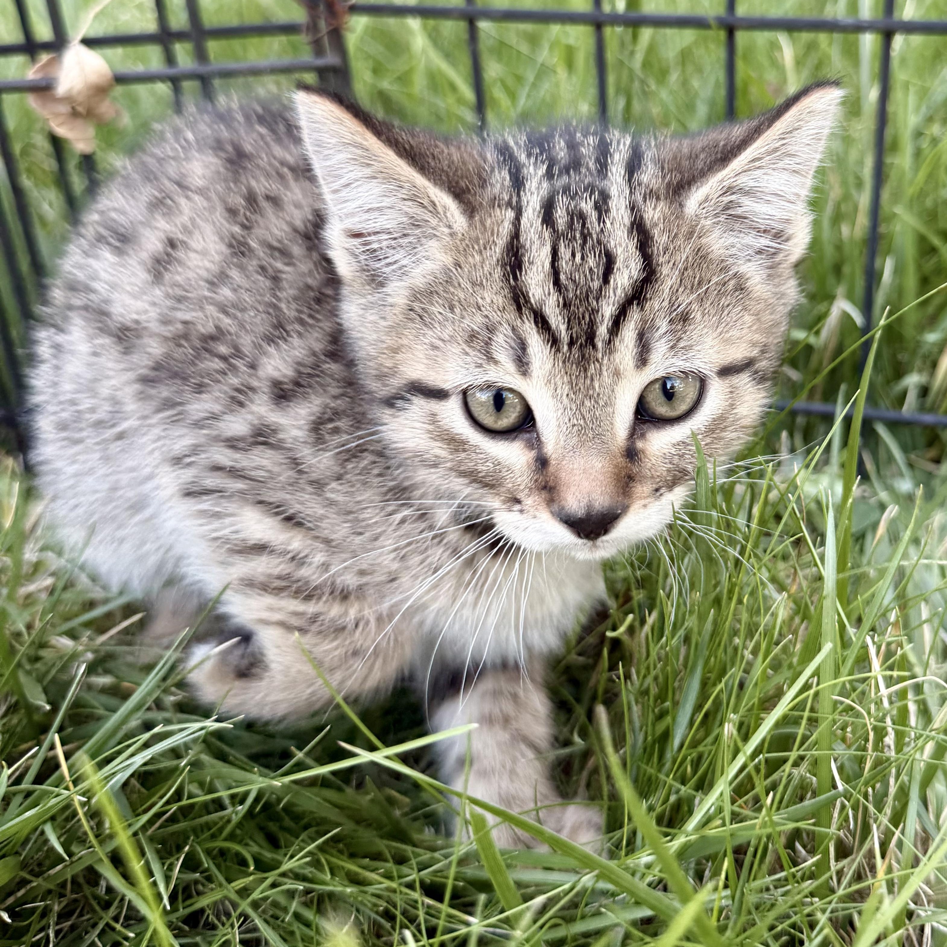 Sweets, a ADOPTABLE mixed breed in Fort Collins, CO image 1/2