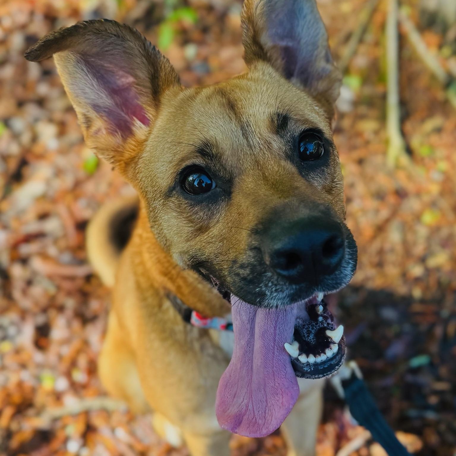 Ellie photo 2