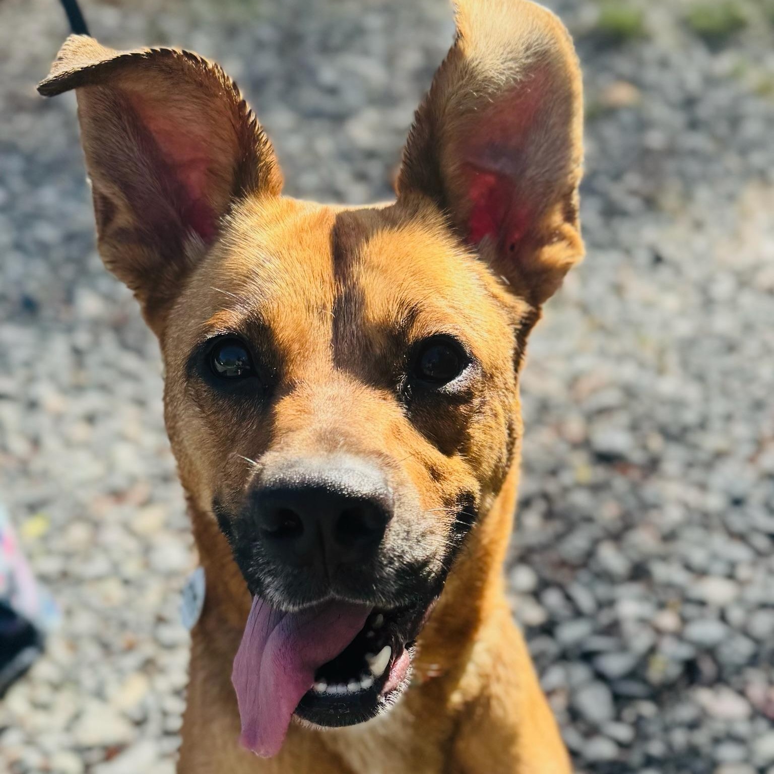 Enlarge Ellie, a Adoptable mixed breed in Hamilton, GA image 4/6