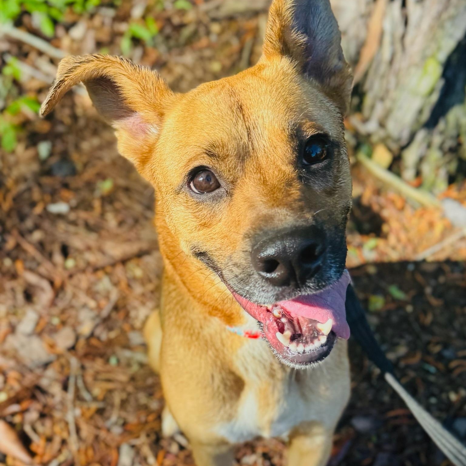 Enlarge Ellie, a Adoptable mixed breed in Hamilton, GA image 1/6