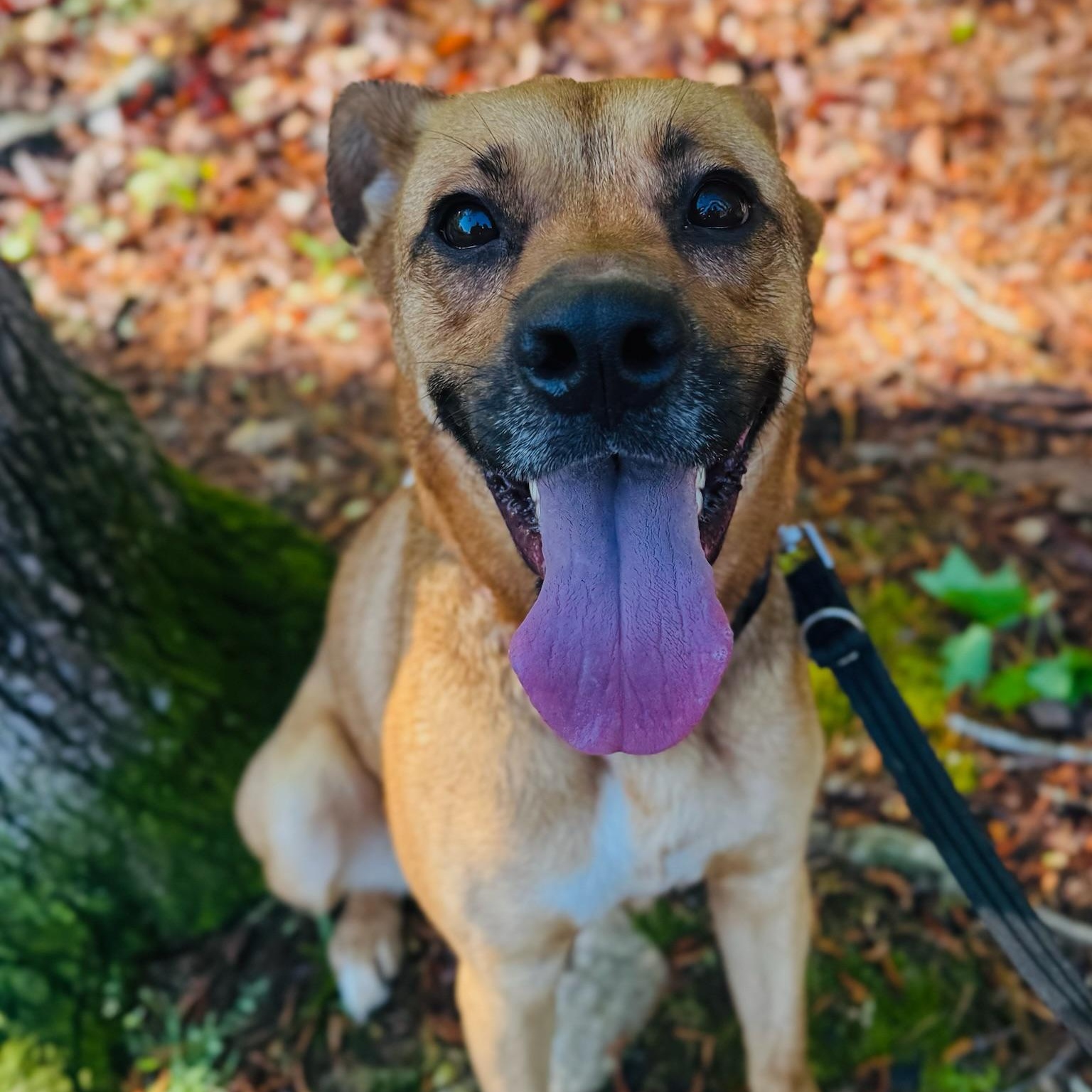 Enlarge Ellie, a Adoptable mixed breed in Hamilton, GA image 5/6