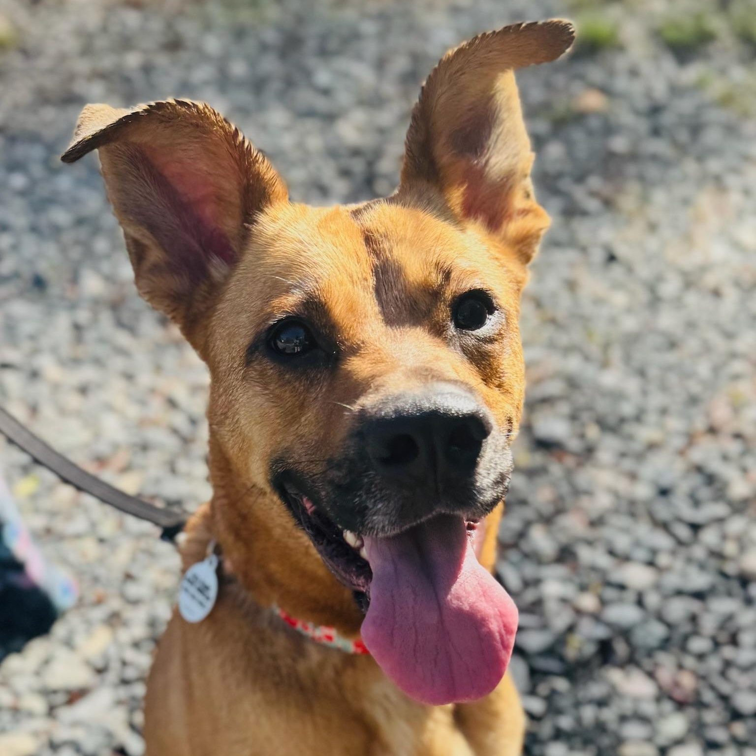 Ellie, Adult Female Black Mouth Cur