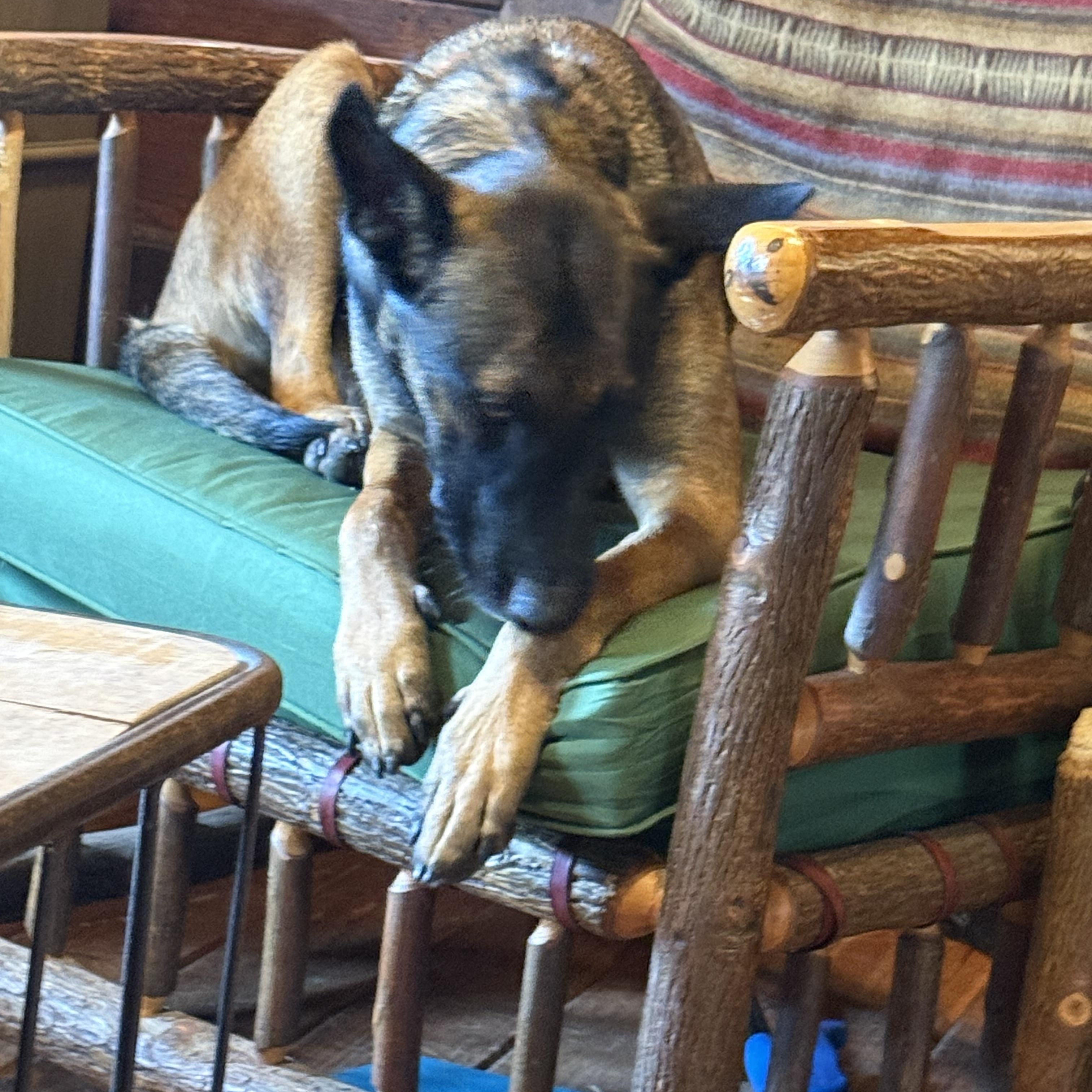 Enlarge Daisy Duke, a Adoptable mixed breed in Holly Springs, MS image 5/5