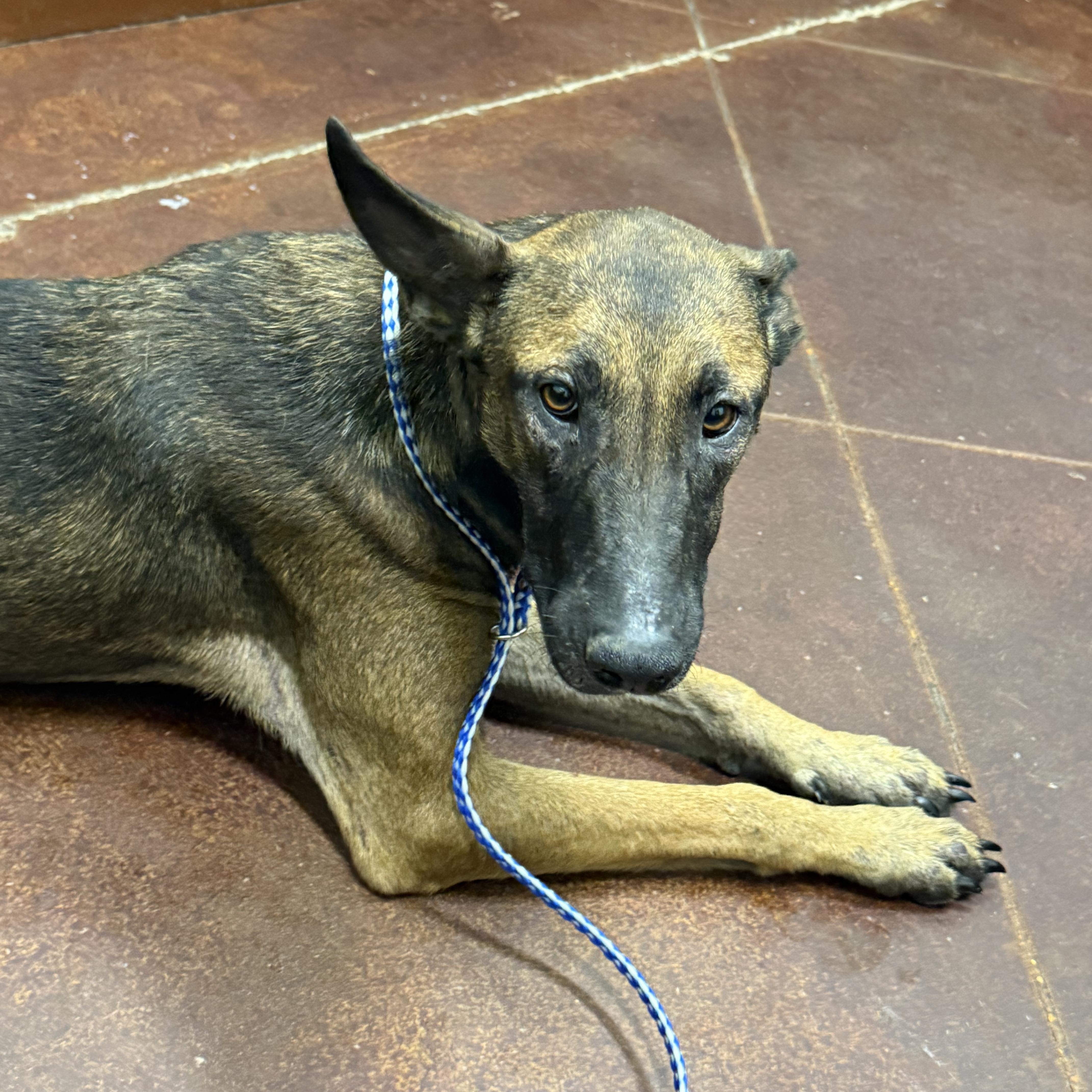 Enlarge Daisy Duke, a Adoptable mixed breed in Holly Springs, MS image 3/5
