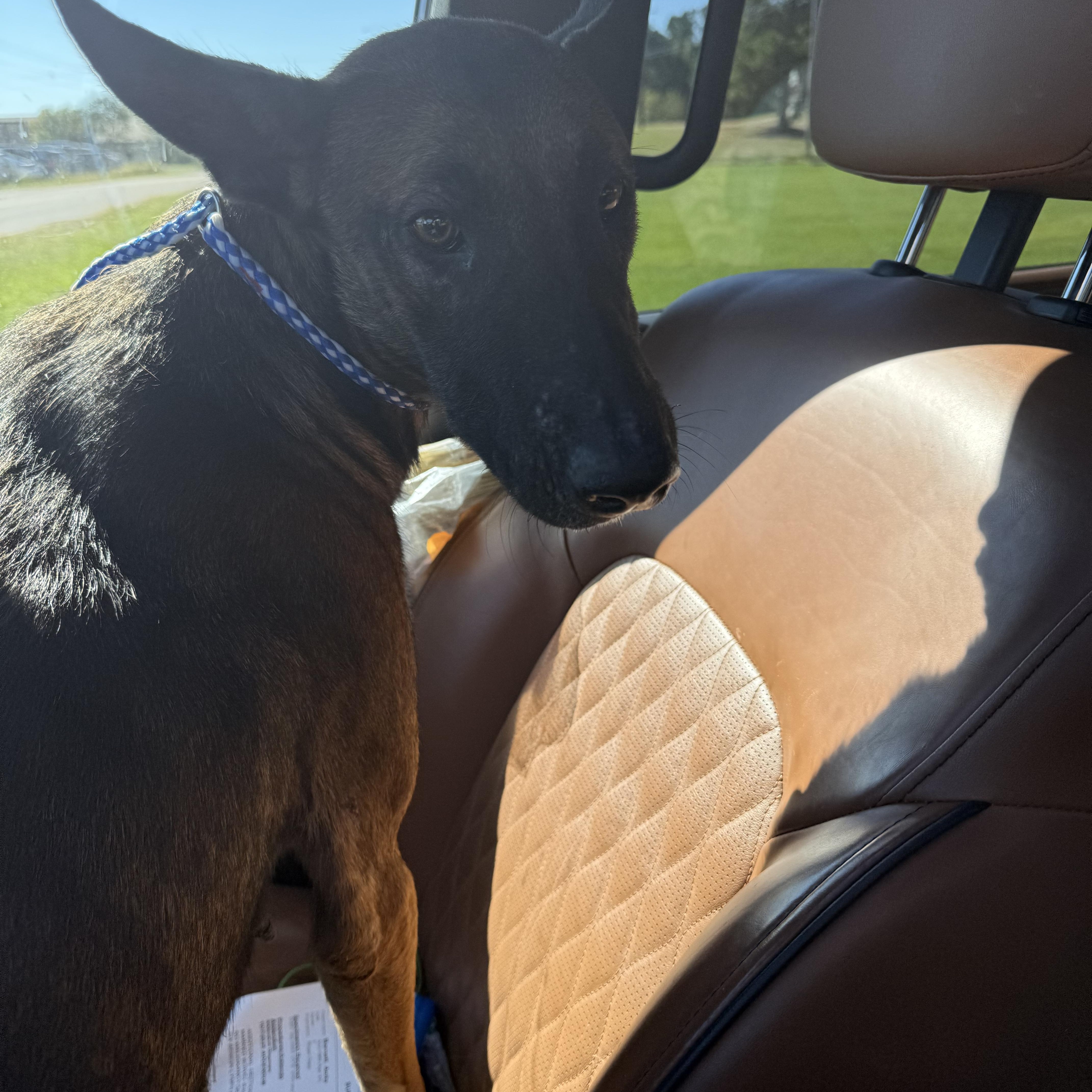 Enlarge Daisy Duke, a Adoptable mixed breed in Holly Springs, MS image 4/5