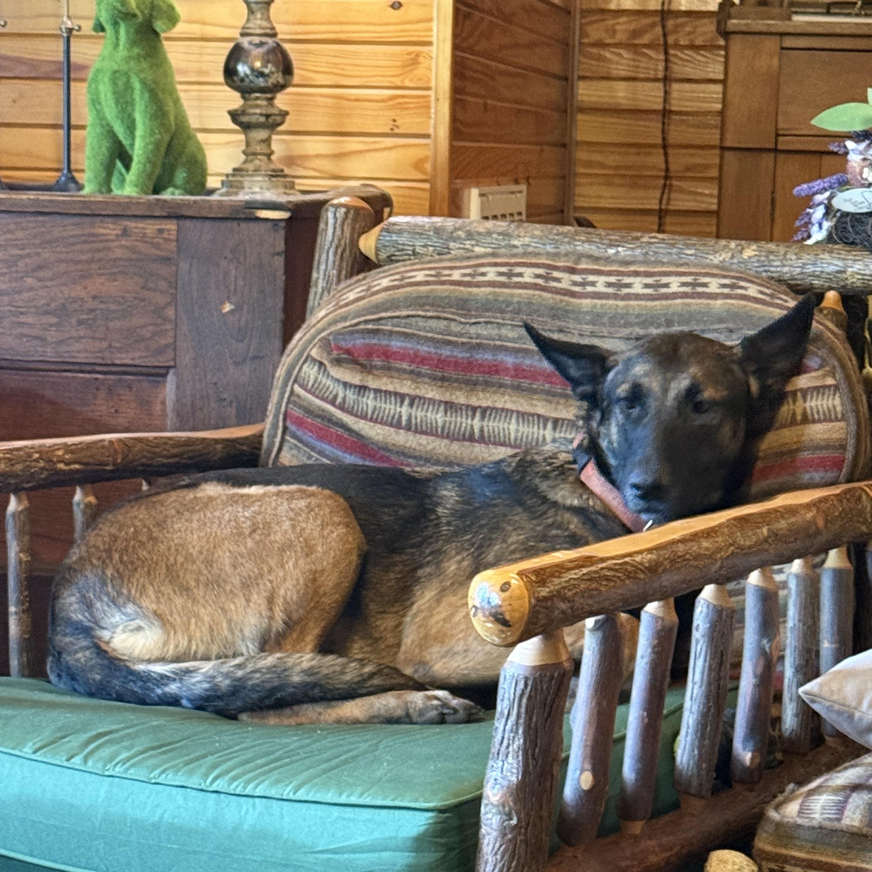 Enlarge Daisy Duke, a Adoptable mixed breed in Holly Springs, MS image 2/5