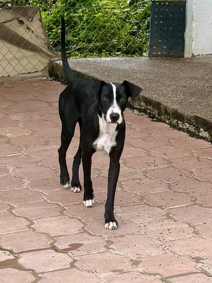 Enlarge Tino, a Adoptable mixed breed in Sacramento, CA image 1/6