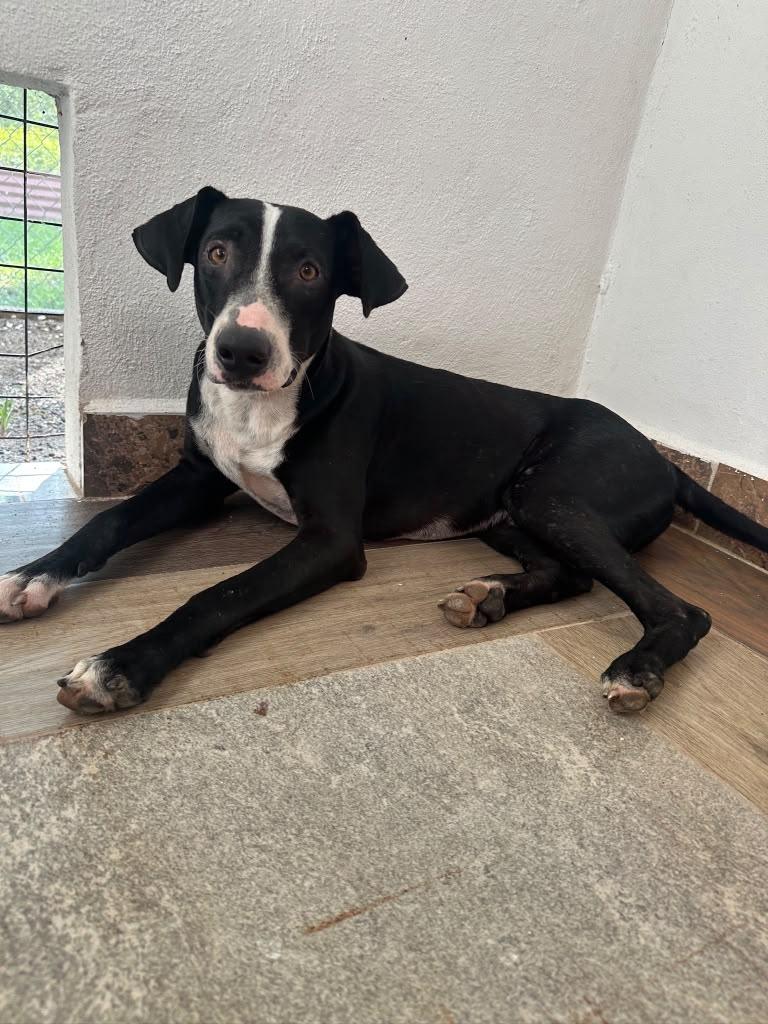 Enlarge Tino, a Adoptable mixed breed in Sacramento, CA image 4/6