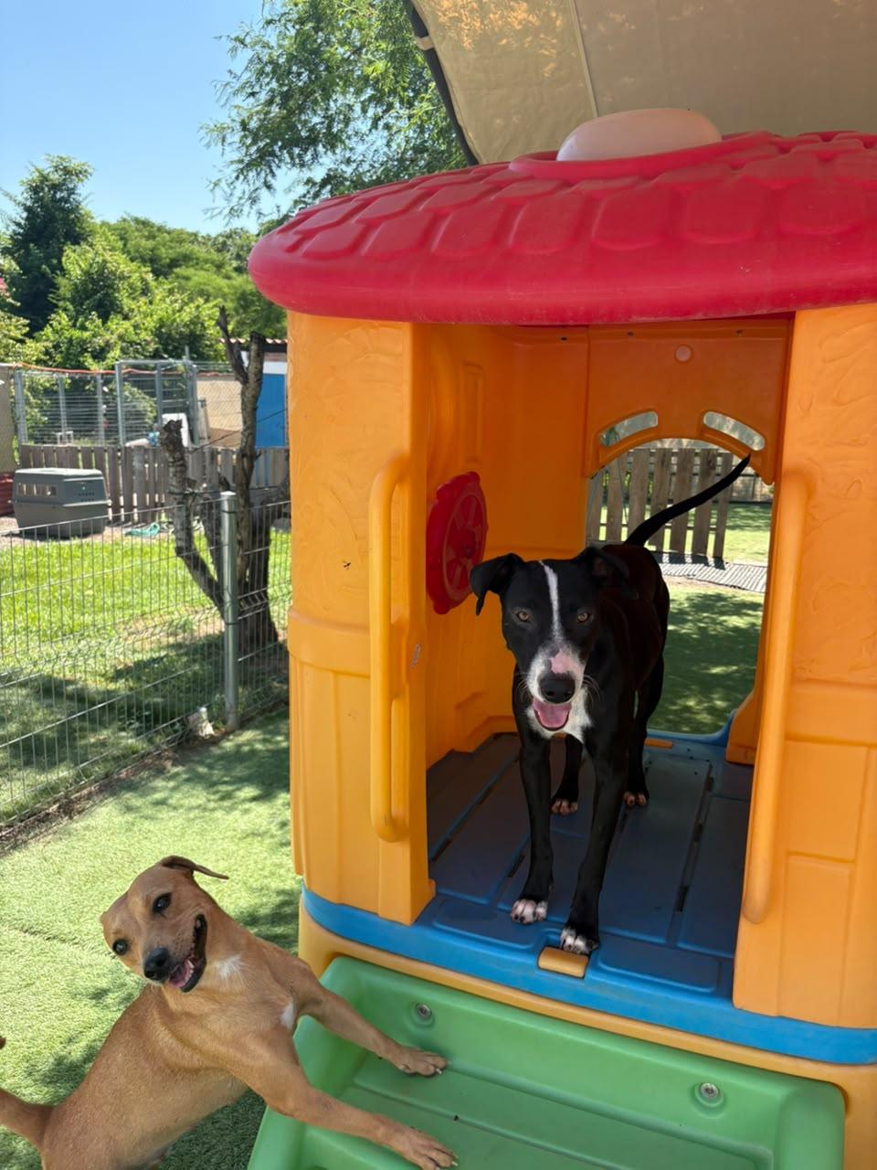 Enlarge Tino, a Adoptable mixed breed in Sacramento, CA image 2/6