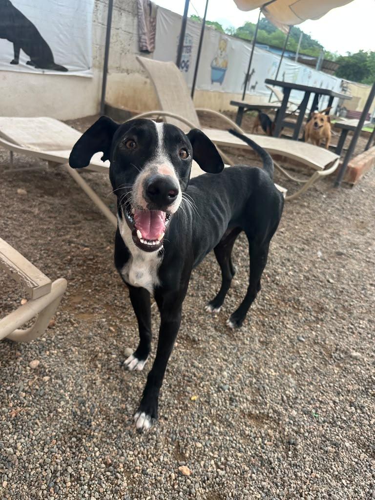 Enlarge Tino, a Adoptable mixed breed in Sacramento, CA image 6/6