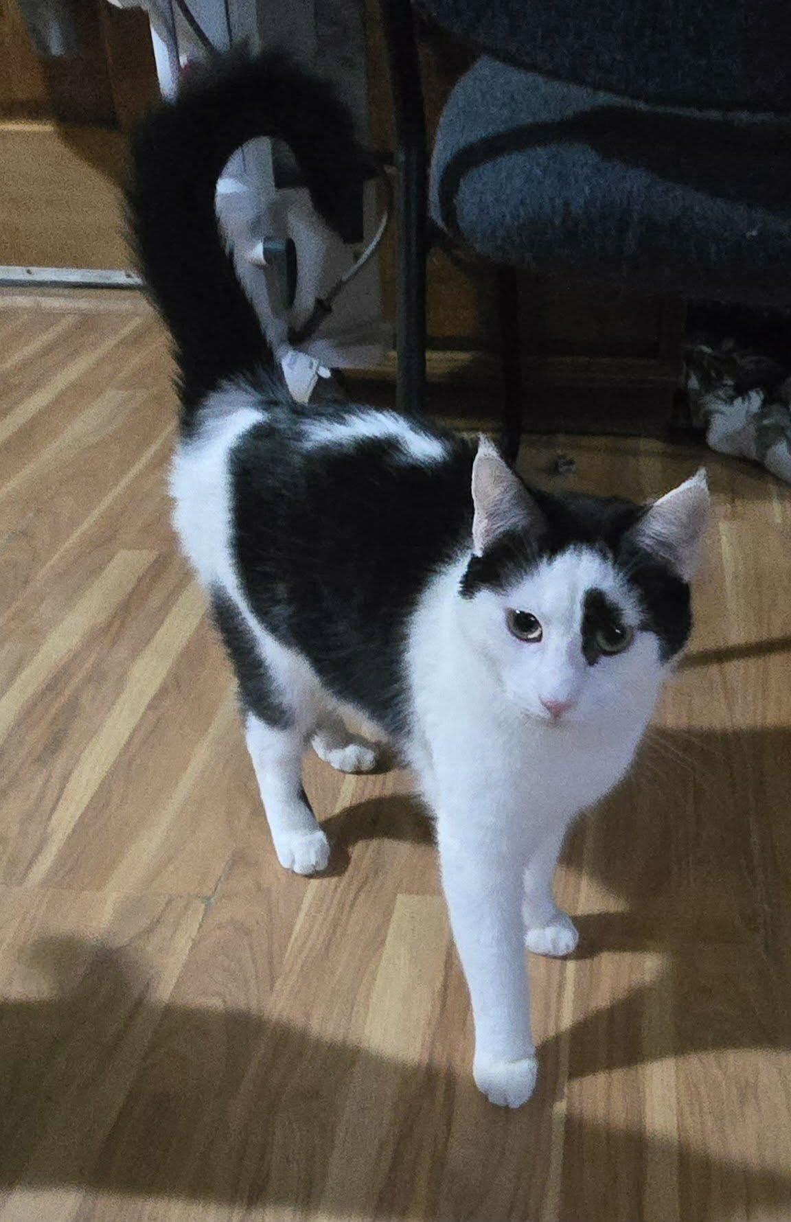 Dutch, Adoptable, Young Male Domestic Short Hair.