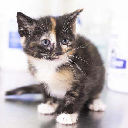 Shay, an adopted mixed breed in Bedford, IN image 3/3