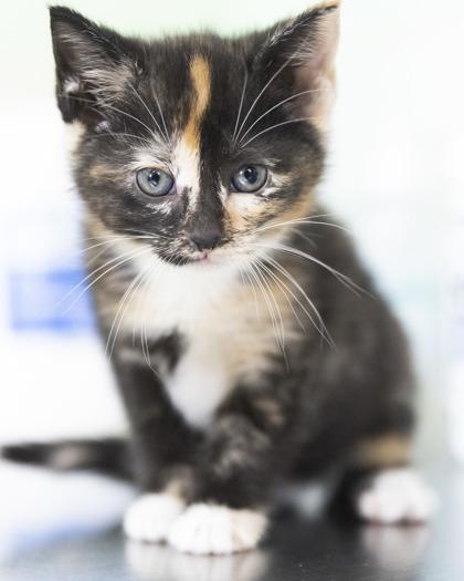 Shay, an adopted mixed breed in Bedford, IN image 1/3