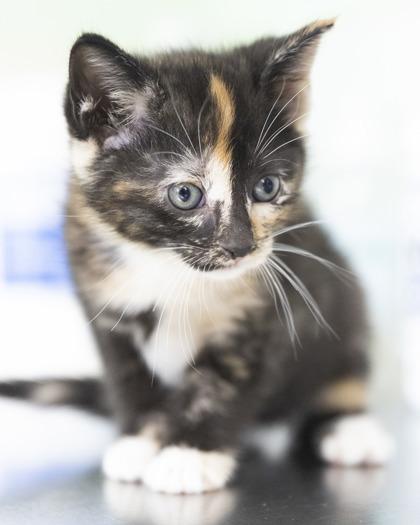 Shay, an adopted mixed breed in Bedford, IN image 2/3