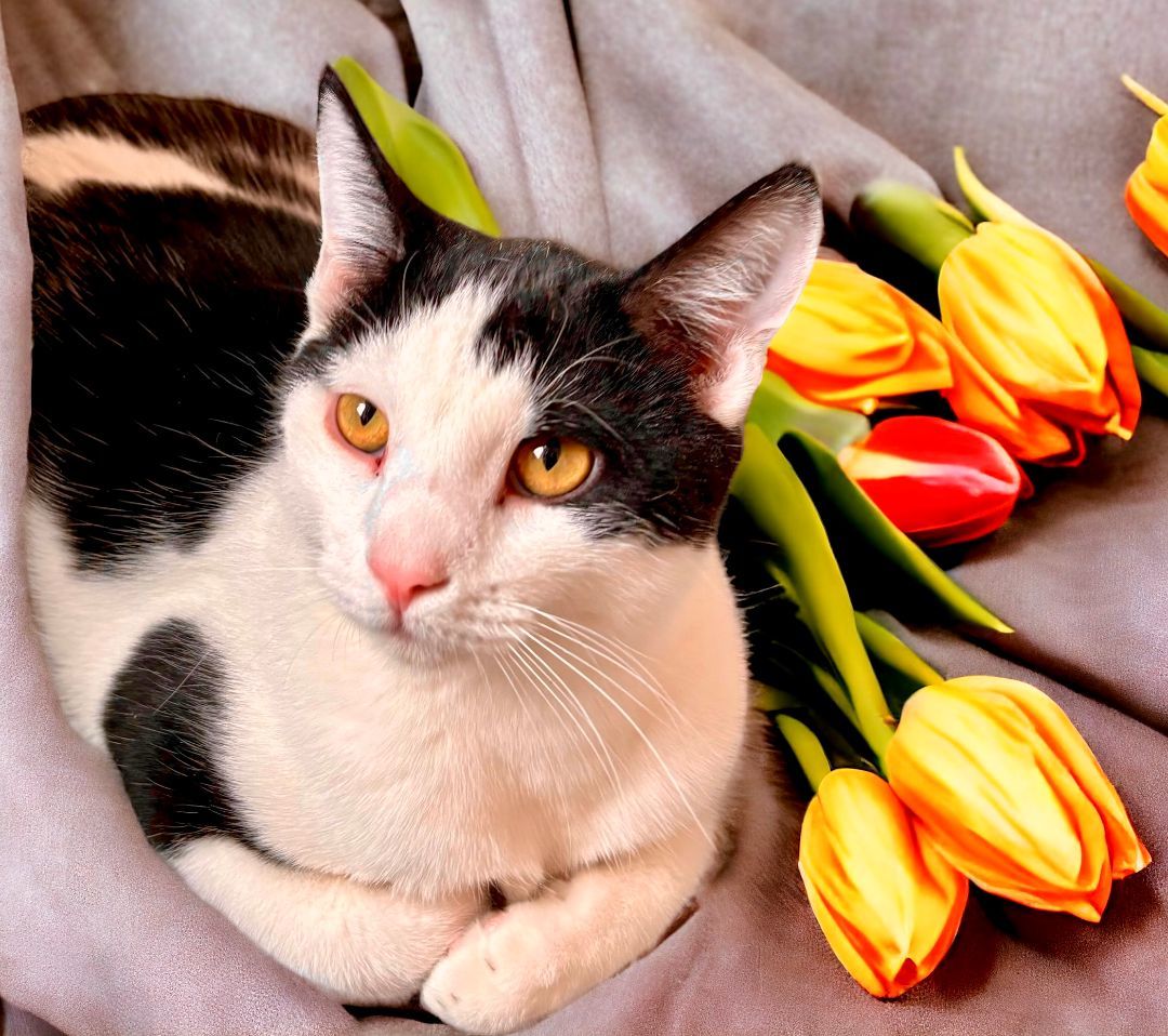 Enlarge Maui, an adoptable Domestic Short Hair in Perry, IA image 2/6