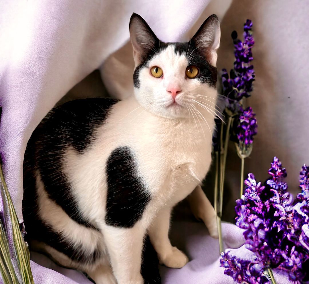 Enlarge Maui, an adoptable Domestic Short Hair in Perry, IA image 1/6