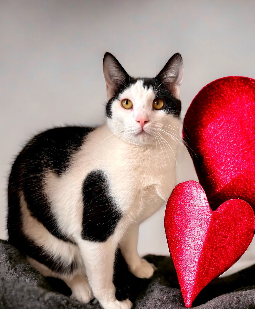 Enlarge Maui, an adoptable Domestic Short Hair in Perry, IA image 3/6