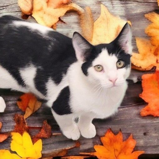 Enlarge Maui, an adoptable Domestic Short Hair in Perry, IA image 4/6