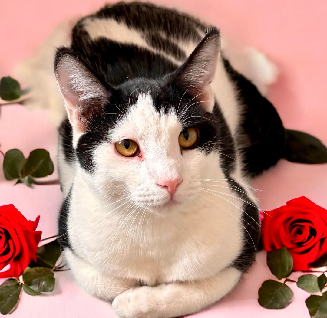 Enlarge Maui, an adoptable Domestic Short Hair in Perry, IA image 5/6
