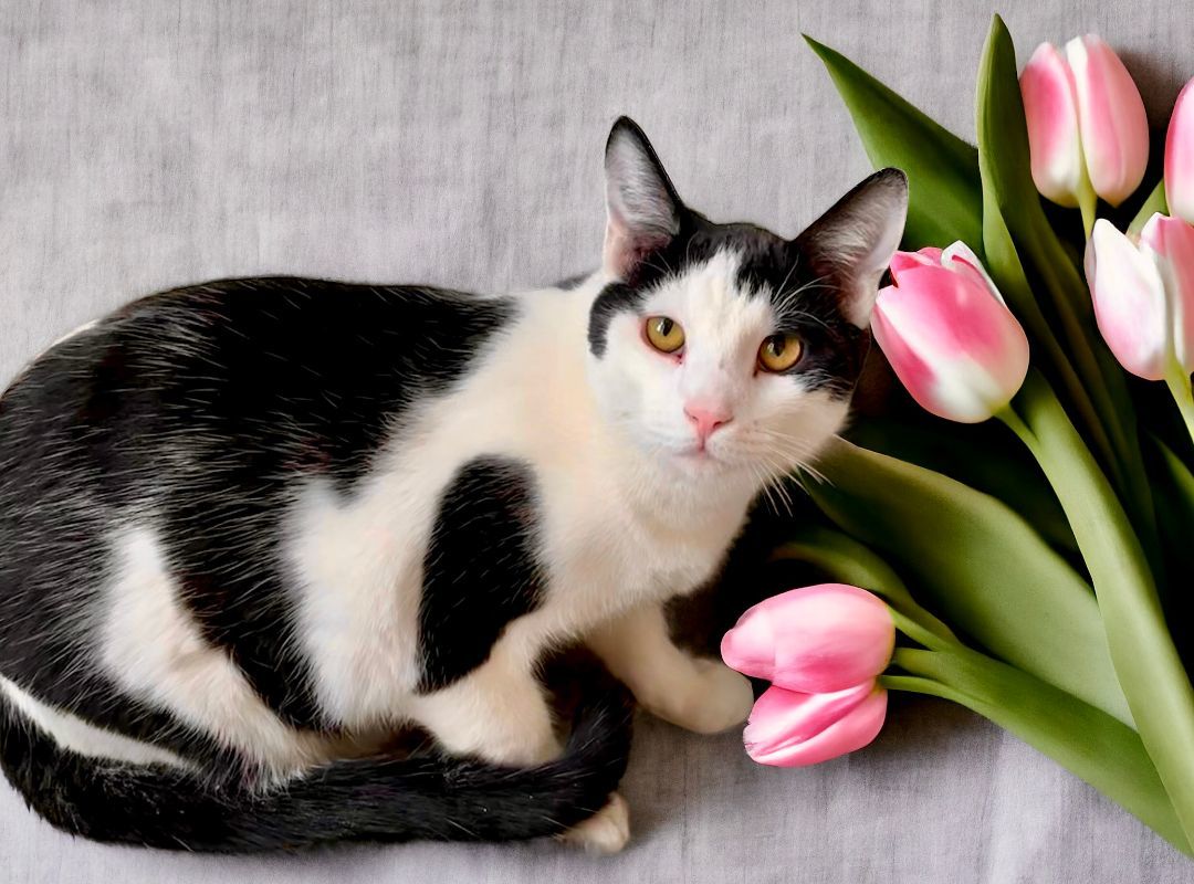 Enlarge Maui, an adoptable Domestic Short Hair in Perry, IA image 6/6