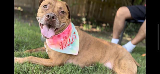 CHEWIE, Adoptable, Adult Male Pit Bull Terrier & Mixed Breed.