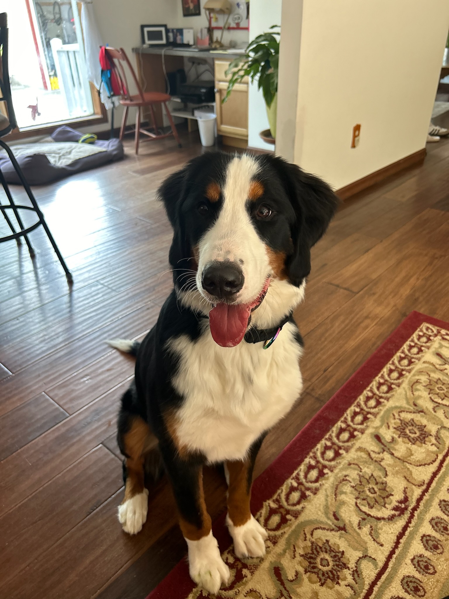 Willow, Adopted, Young Female Bernese Mountain Dog.