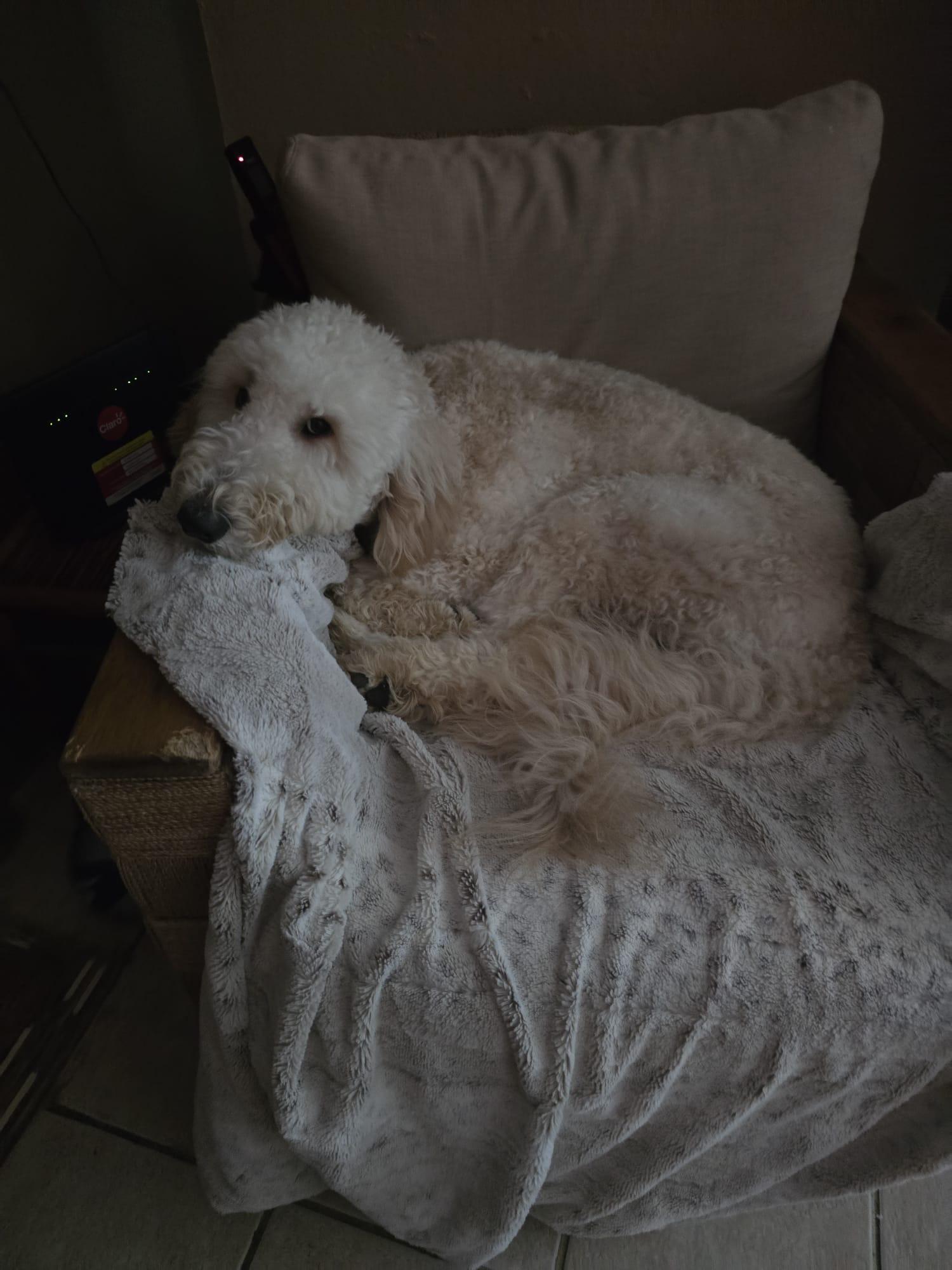Enlarge Camilo, a ADOPTABLE Labradoodle in chevy chase, MD image 4/6