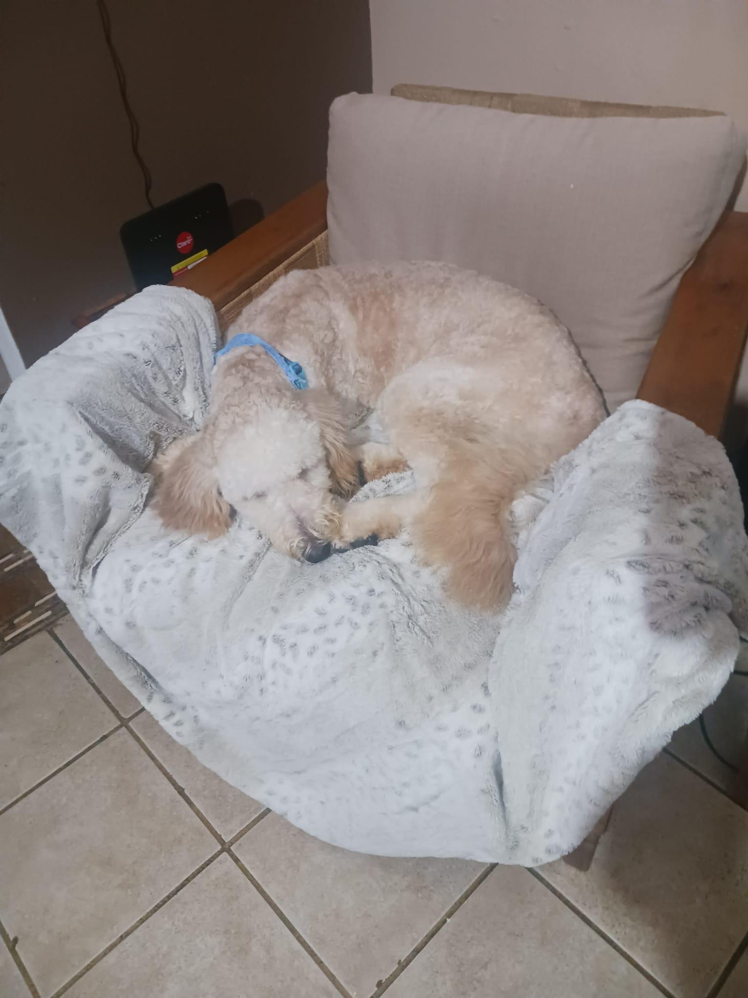 Enlarge Camilo, a ADOPTABLE Labradoodle in chevy chase, MD image 5/6