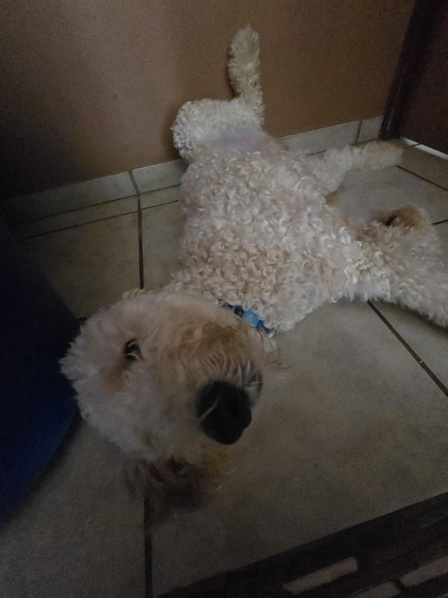 Enlarge Camilo, a ADOPTABLE Labradoodle in chevy chase, MD image 6/6