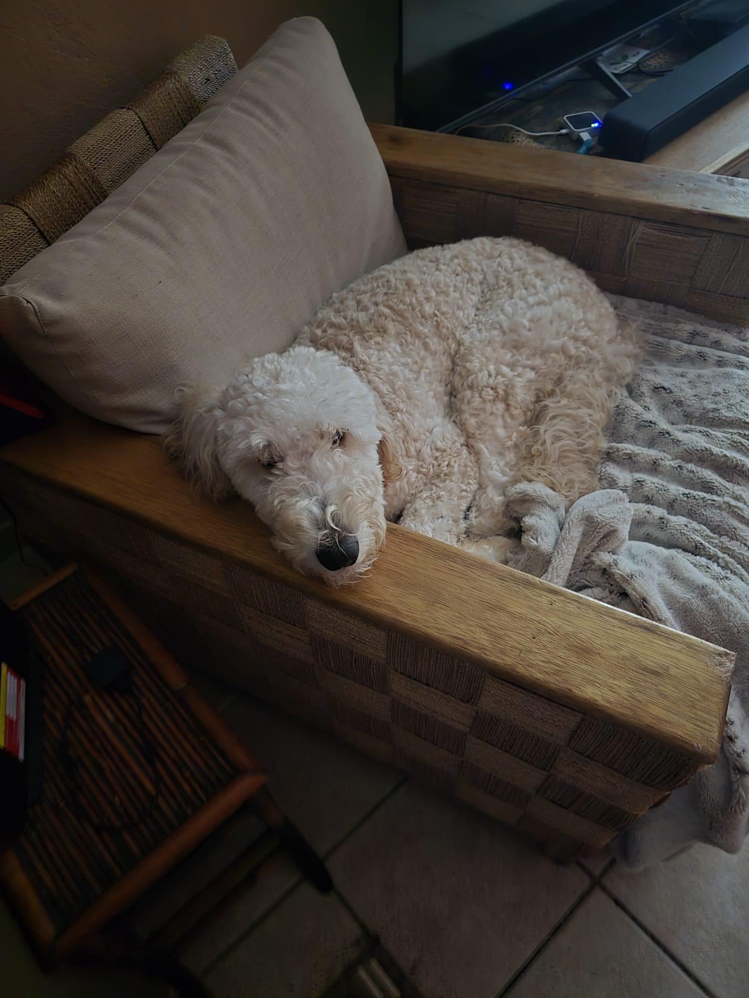 Enlarge Camilo, a ADOPTABLE Labradoodle in chevy chase, MD image 1/6