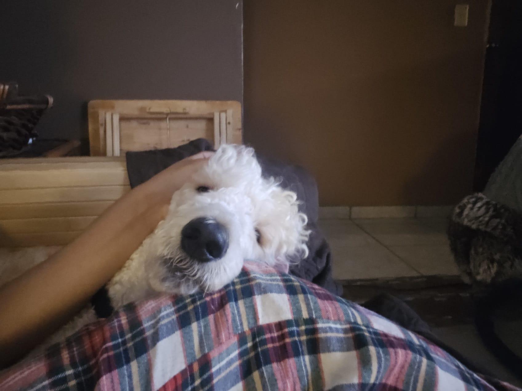 Enlarge Camilo, a ADOPTABLE Labradoodle in chevy chase, MD image 2/6