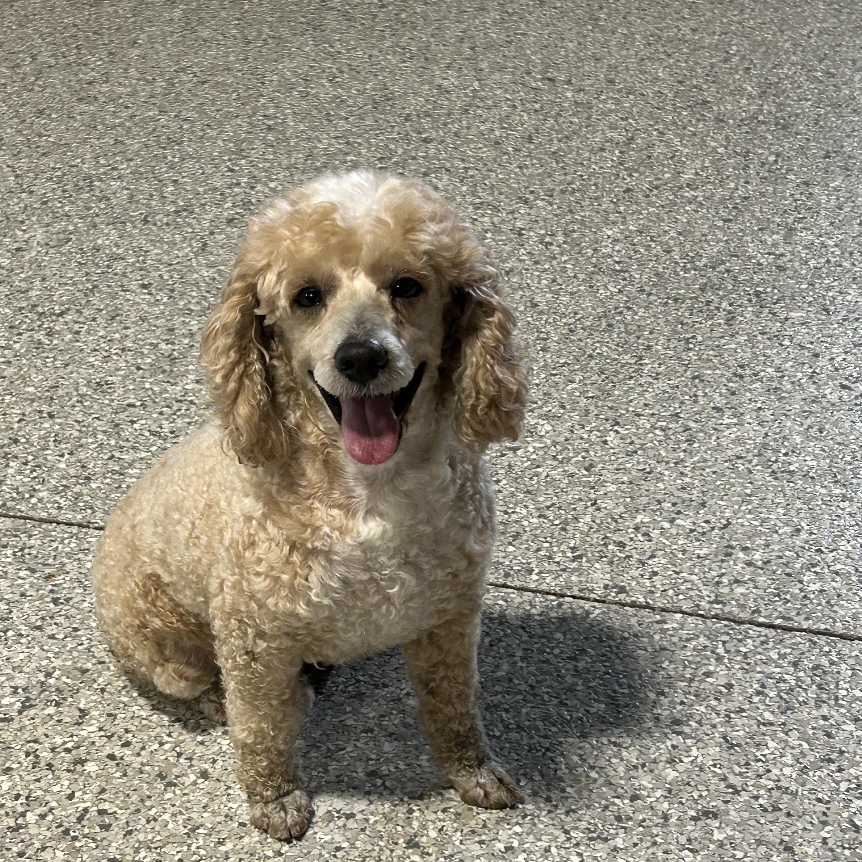 Enlarge Cooper Sit, a Adoptable Miniature Poodle in Antwerp, OH image 2/4