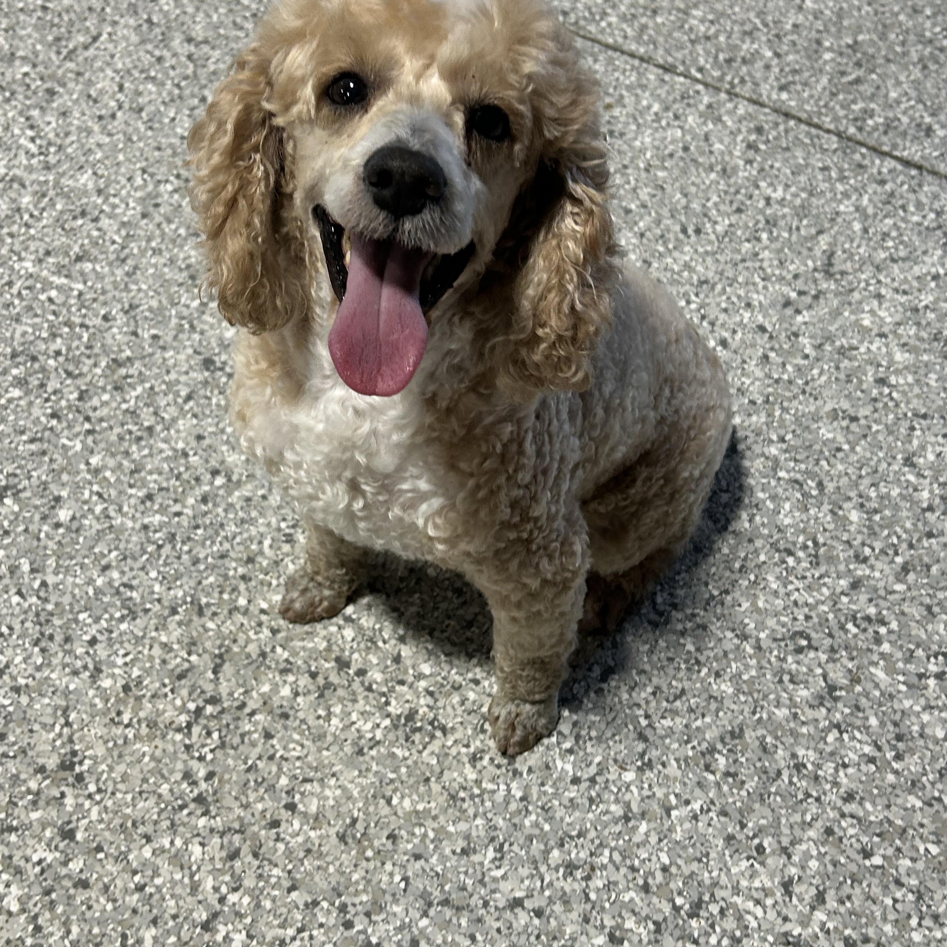 Enlarge Cooper Sit, a Adoptable Miniature Poodle in Antwerp, OH image 3/4