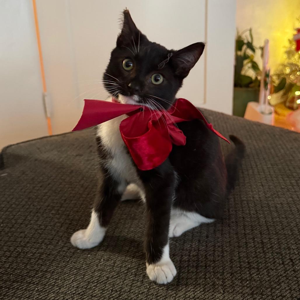 Enlarge Pee-Wee Herman, a Adoptable Domestic Short Hair in Los Angeles, CA image 1/6