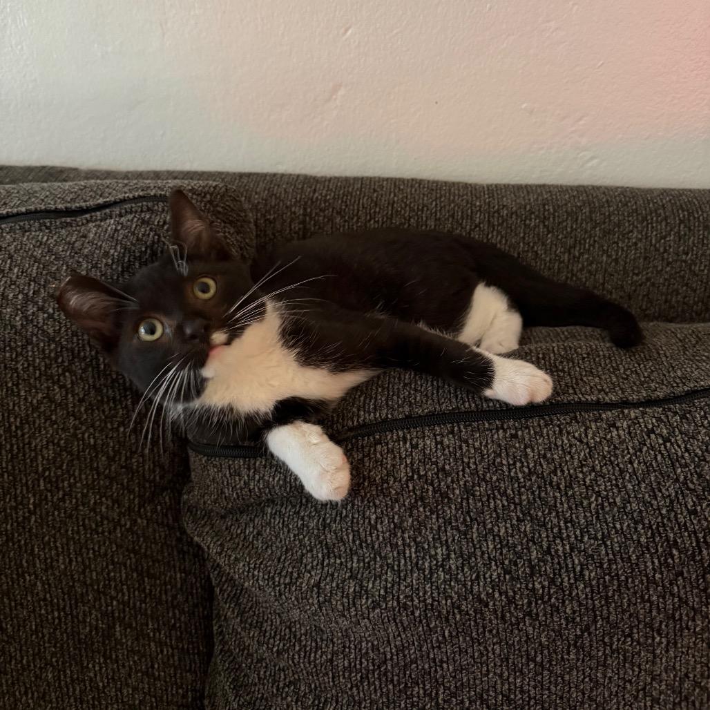 Enlarge Pee-Wee Herman, a Adoptable Domestic Short Hair in Los Angeles, CA image 2/6