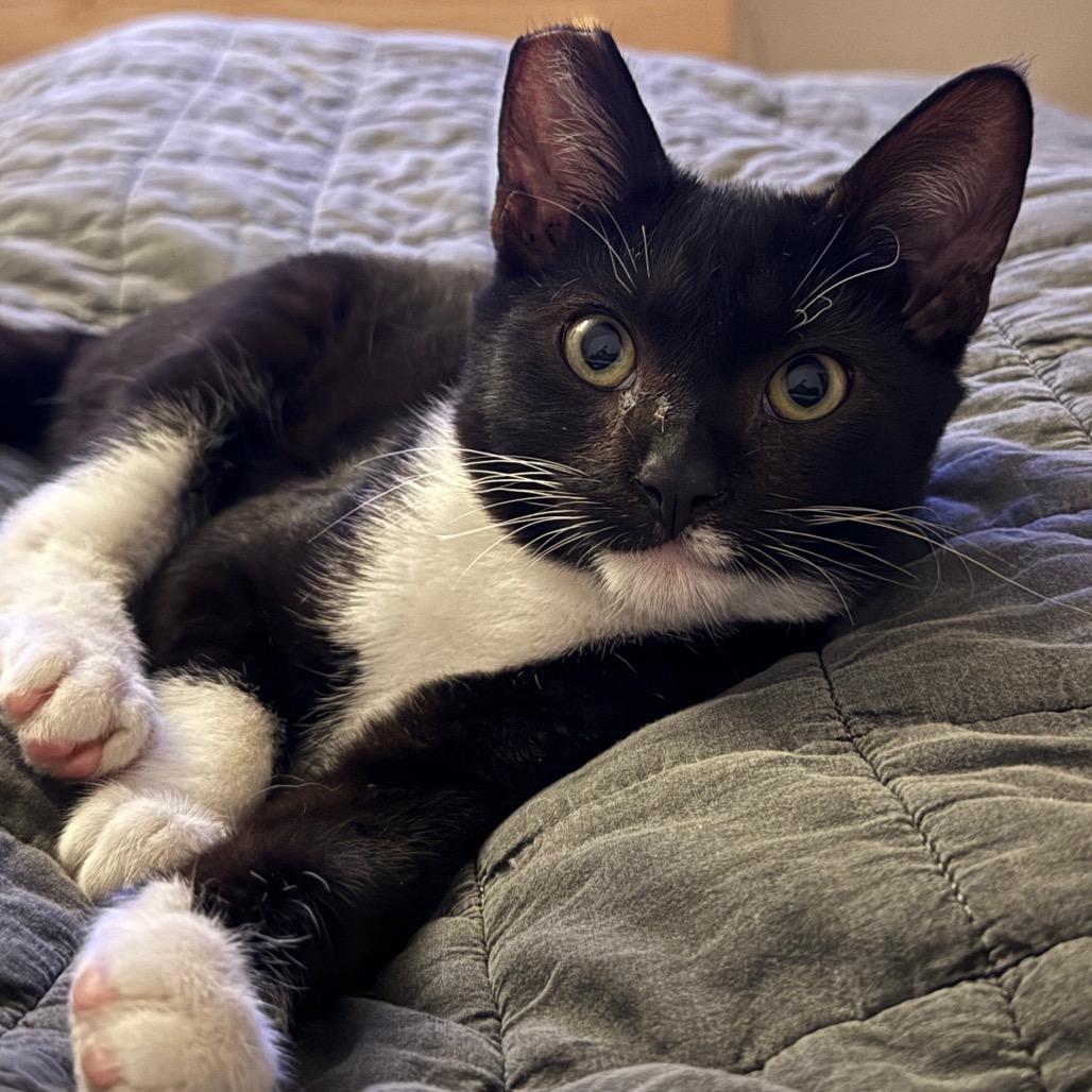 Enlarge Pee-Wee Herman, a Adoptable Domestic Short Hair in Los Angeles, CA image 3/6