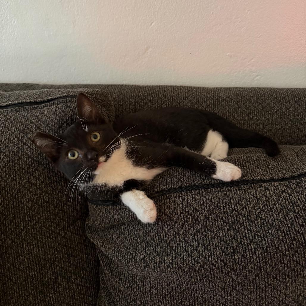 Enlarge Pee-Wee Herman, a Adoptable Domestic Short Hair in Los Angeles, CA image 4/6