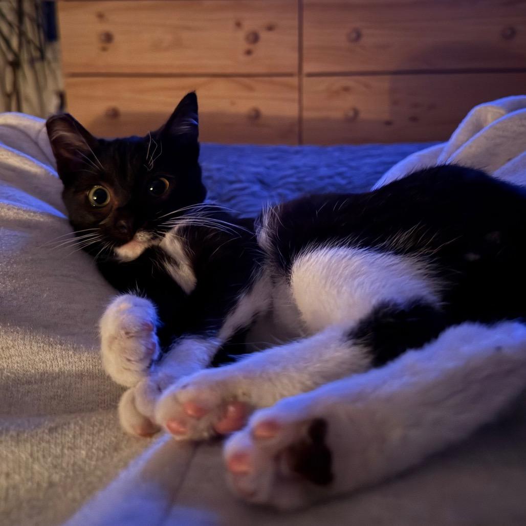 Enlarge Pee-Wee Herman, a Adoptable Domestic Short Hair in Los Angeles, CA image 5/6