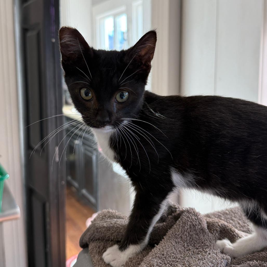 Enlarge Pee-Wee Herman, a Adoptable Domestic Short Hair in Los Angeles, CA image 6/6